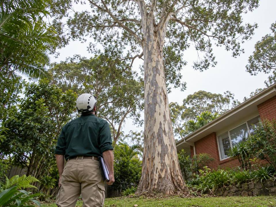 Arborist assessing a tall eucalypt beside a Northern Beaches home