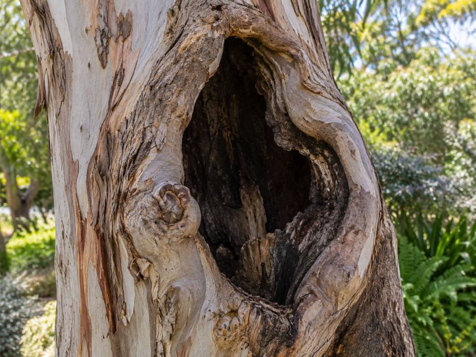Cavity or hollow in a tree trunk