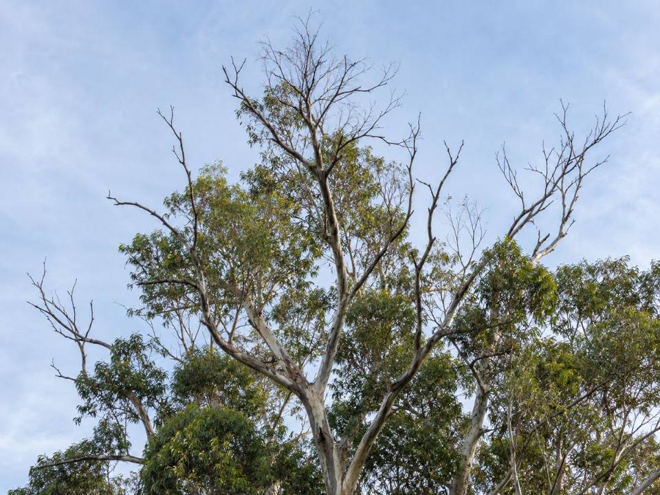 Crown dieback in a tree canopy