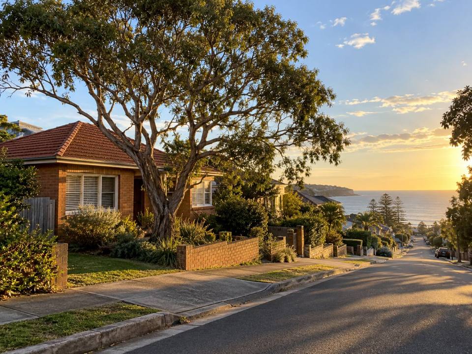 Mature tree beside a house in Curl Curl Ward on the Northern Beaches
