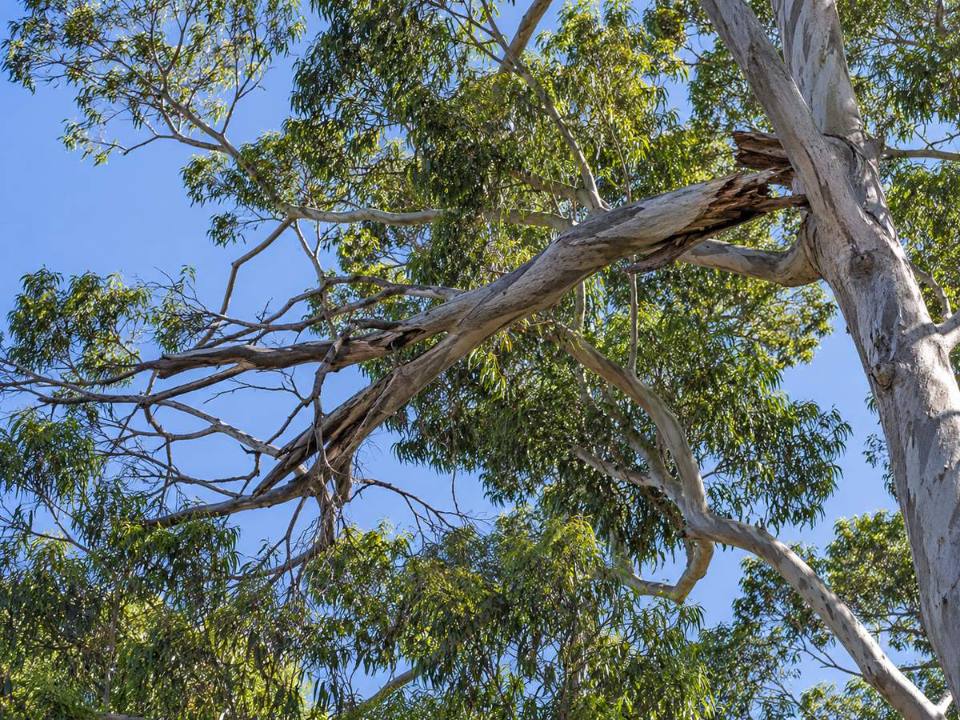 Dead hanging branch in a tree