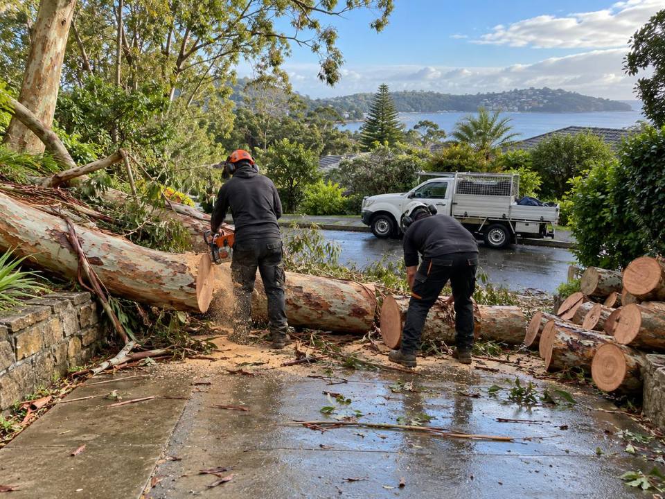 Arborists clearing a fallen tree from a residential driveway