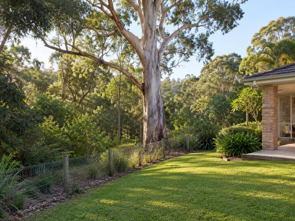 Large native tree beside bushland in Frenchs Forest Ward on the Northern Beaches
