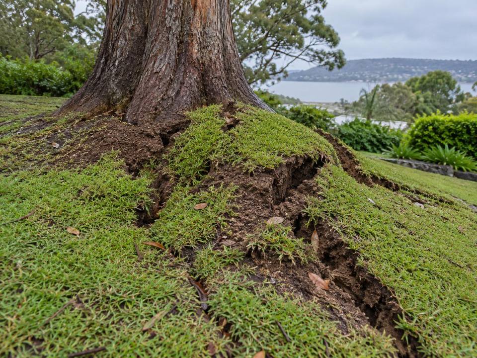 Ground movement around a tree base