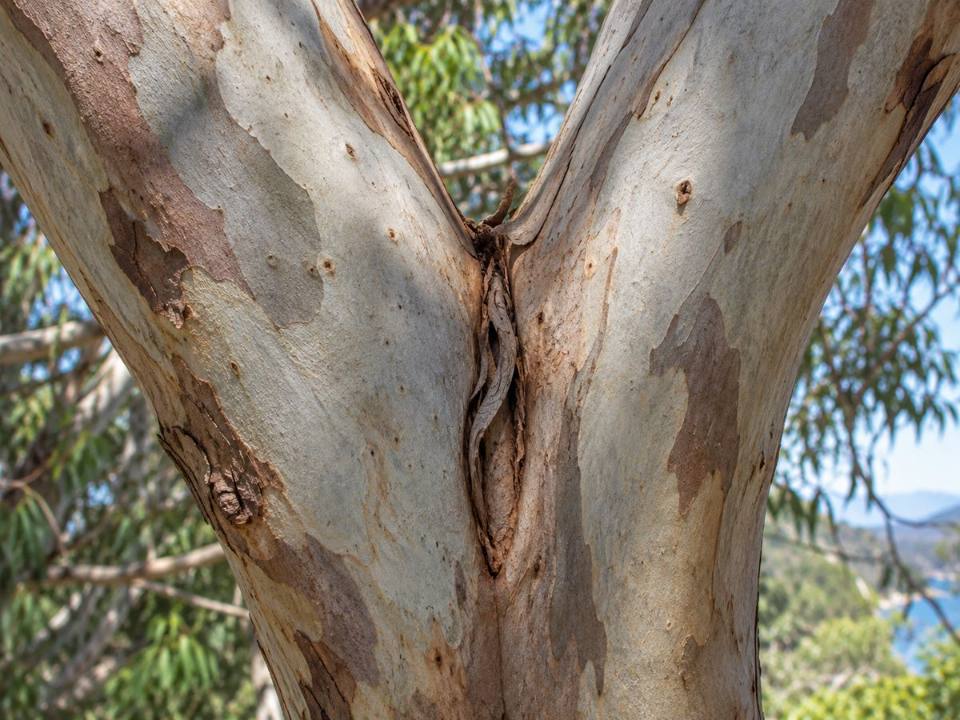 Eucalypt trunk dividing into two stems with a seam of included bark at the union