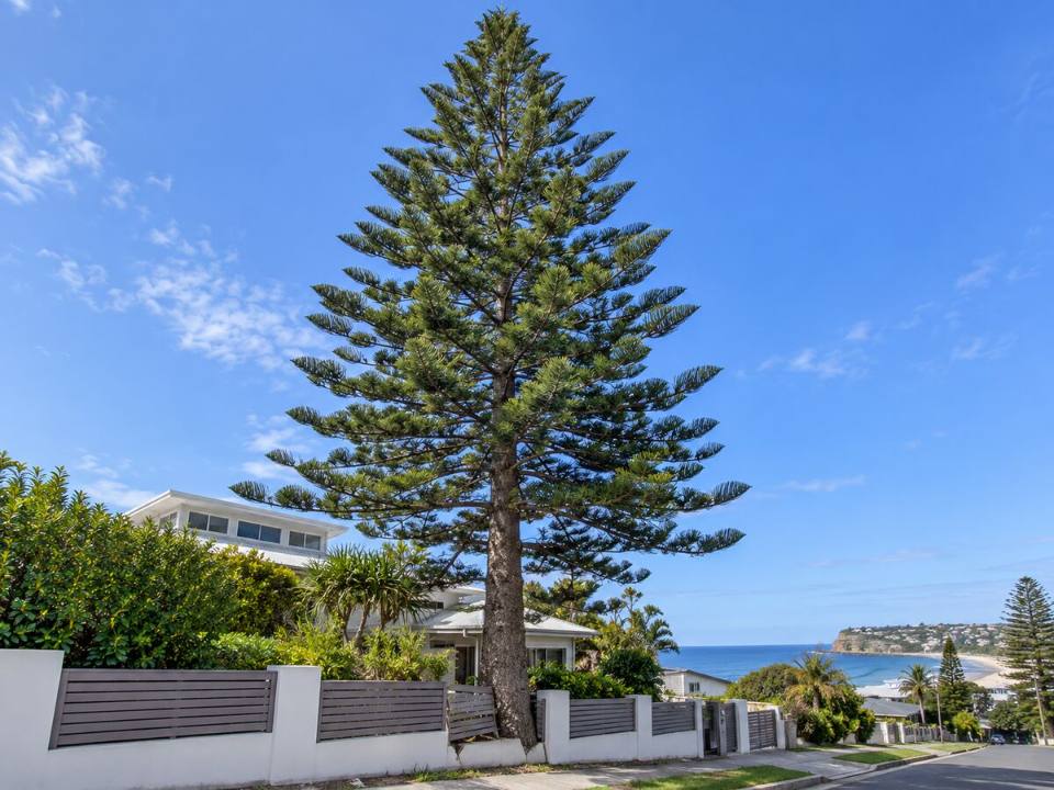 Representative image of a tall Norfolk Island pine in a beachside front yard