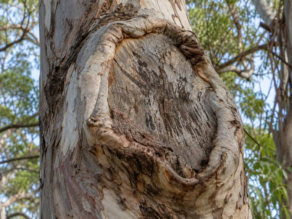 Old branch failure wound on a tree