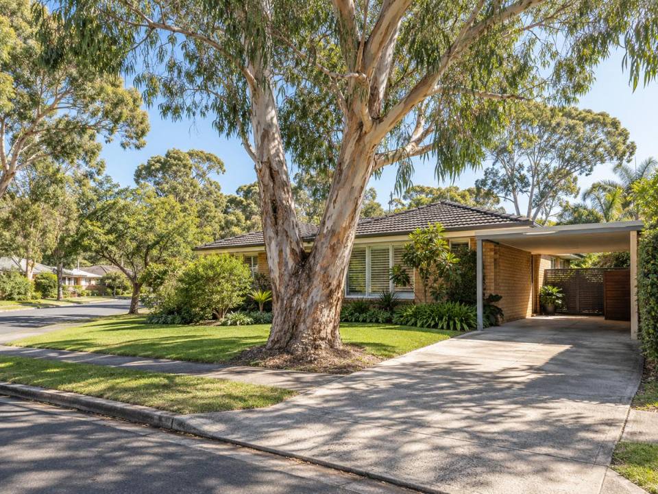 Mature tree beside a driveway on a plateau street in Narrabeen Ward