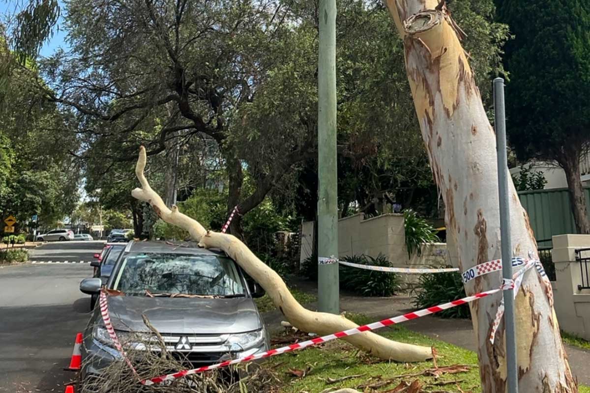 Emergency tree removal in Northern Beaches NSW by Northern Beaches Tree Permit Service