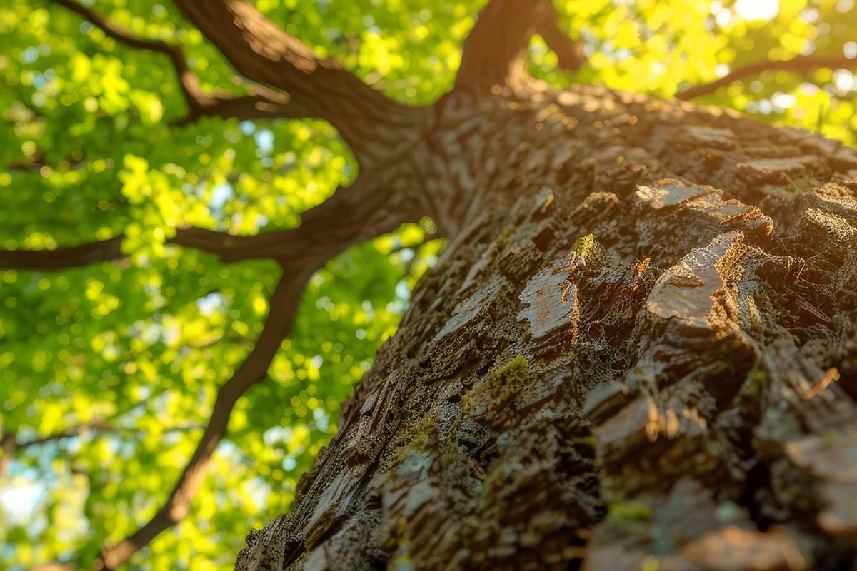 Tree guidelines in Northern Beaches NSW by Northern Beaches Tree Permit Service
