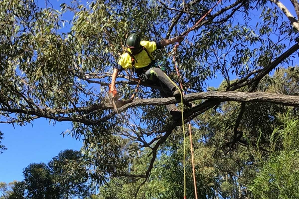Northern Beaches Tree Permit Service pruning a tree in Northern Beaches NSW