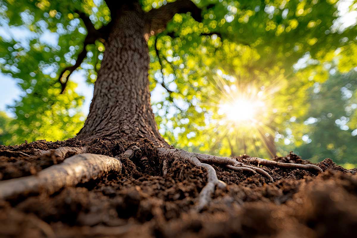 Tree root investigation services in Northern Beaches NSW by Northern Beaches Tree Permit Service