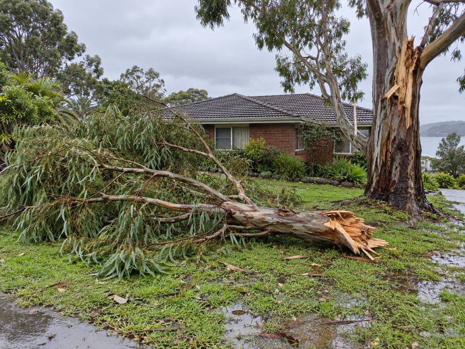 Storm-damaged eucalypt limb on a Northern Beaches front lawn