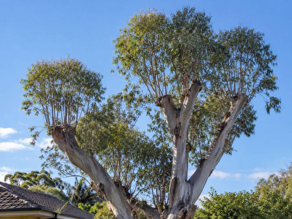 Topped tree with vigorous regrowth around old cuts