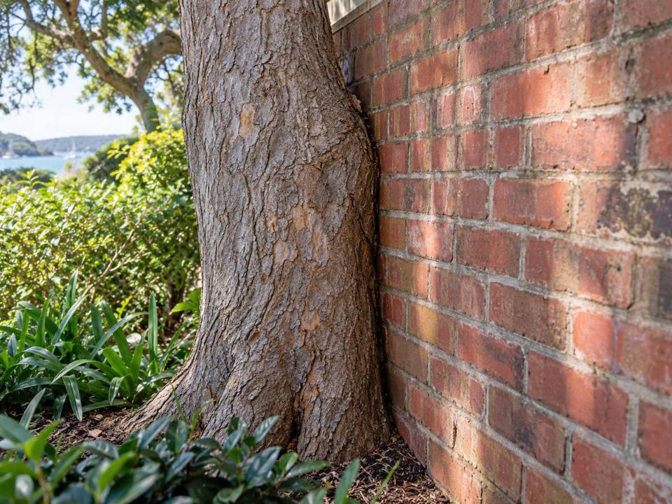 Tree growing against a wall or structure