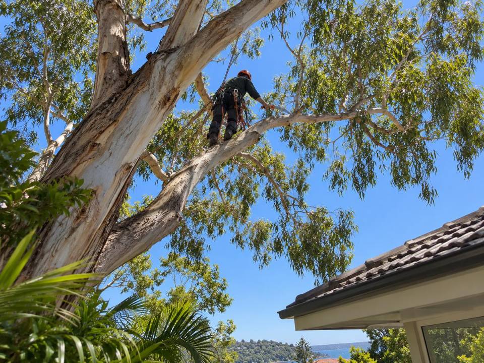 Arborist selectively pruning a eucalypt beside a home