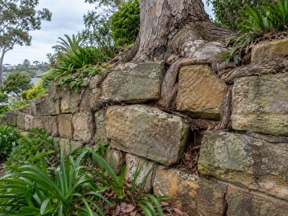 Tree roots beside a sandstone retaining wall in Manly Ward
