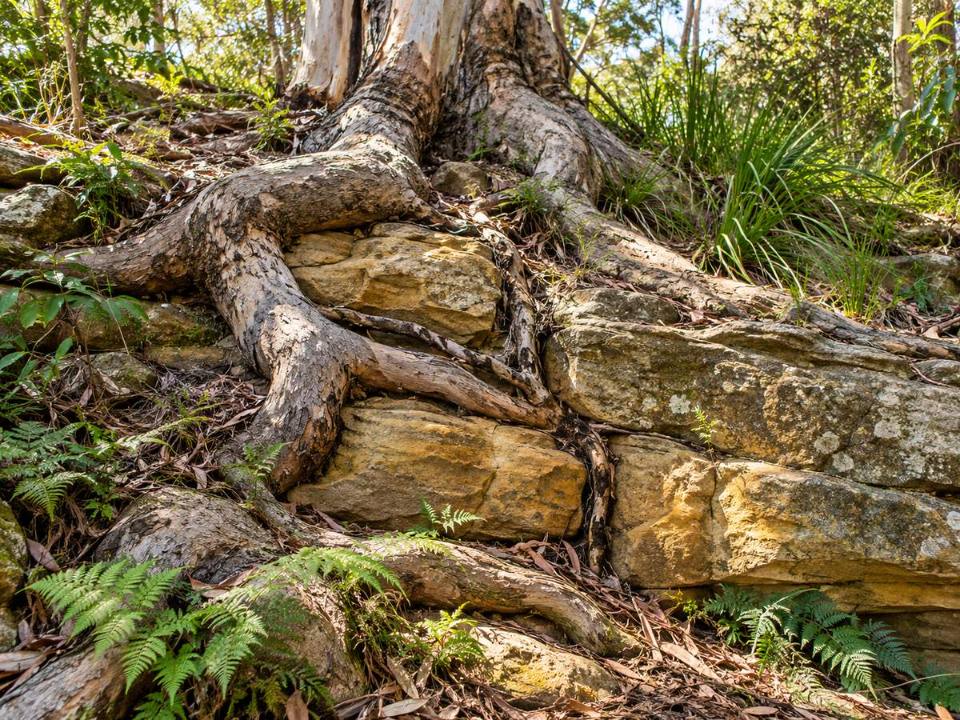 Tree roots growing over sandstone in Frenchs Forest Ward