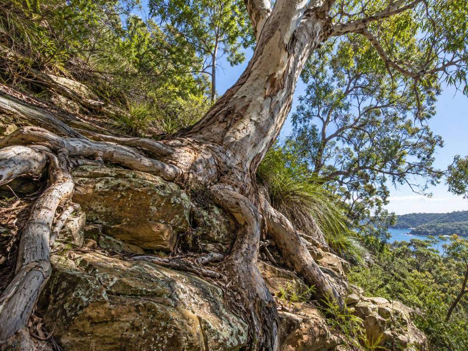 Tree roots on a steep slope