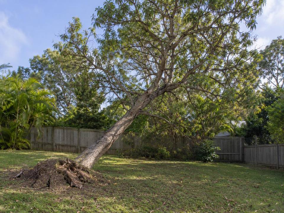 Tree with a sudden lean